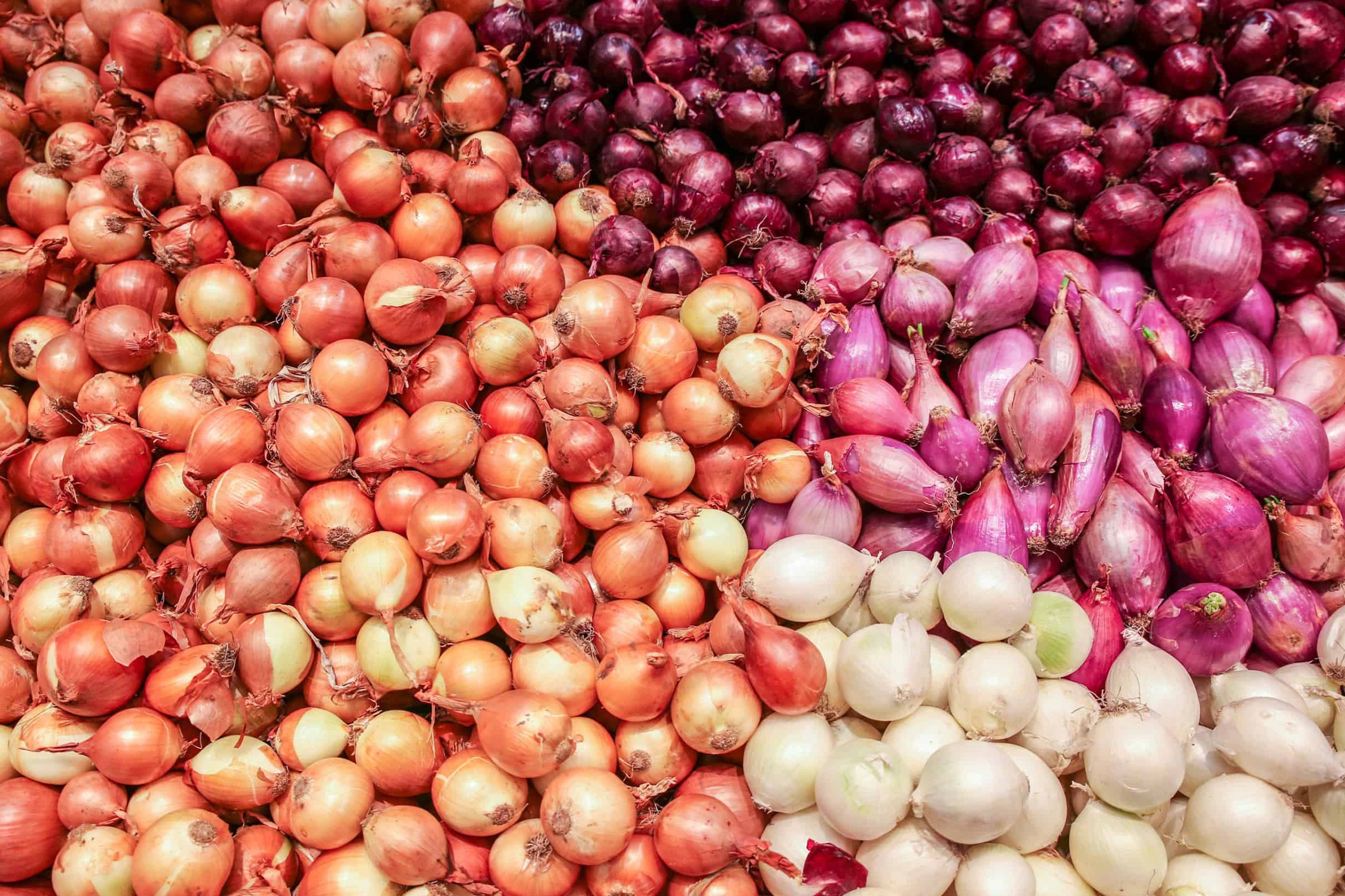 تفاوت بین پیاز قرمز، سفید و زرد