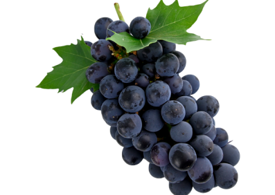 انگور سیاه