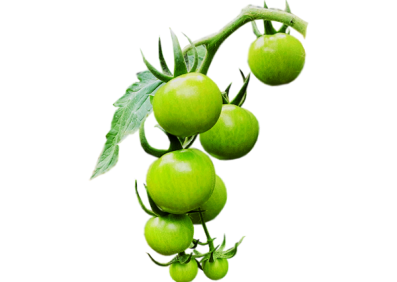 گوجه سبز گیلاسی